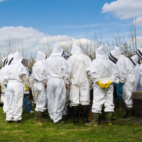 corso di apicoltura roma e lazio