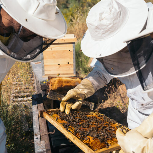 corso apicoltura principianti